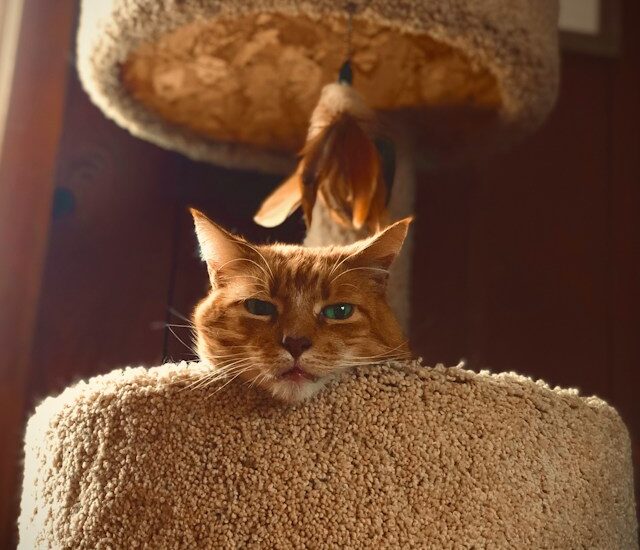 ginger cat in a cat tree